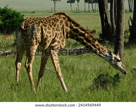 Giraffe in Serengeti savanna - National Park in Tanzania, Africa, panoramic of wild life