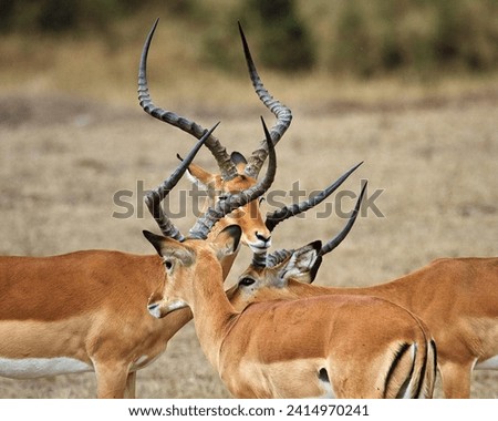 Impalas are found throughout Tanzania and Kenya