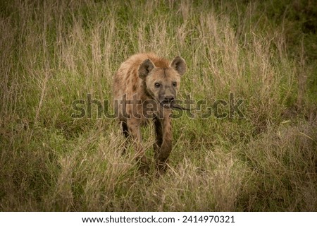 Hyena in Serengeti savanna - National Park in Tanzania, Africa, panoramic of wild life