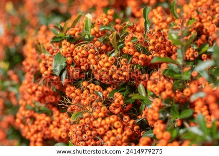 Pyracantha coccinea scarlet firethorn ornamental shrub, bright orange group of fruits hanging on autumnal shrub, green foliage Royalty-Free Stock Photo #2414979275