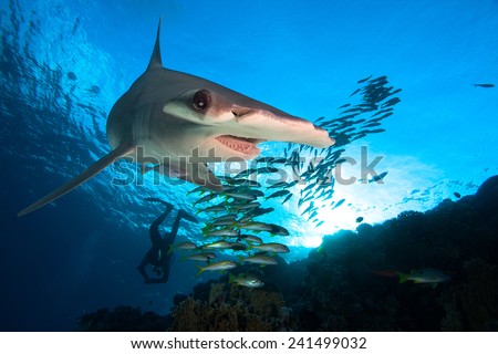 Hammerhead shark and school of fish