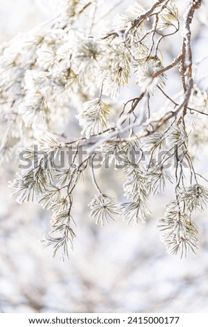 Pine branch covered with snow, winter background