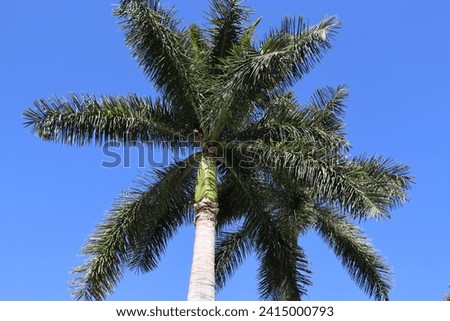 Palmera con cielo azul al fondo (Palm tree with blue sky background) Royalty-Free Stock Photo #2415000793