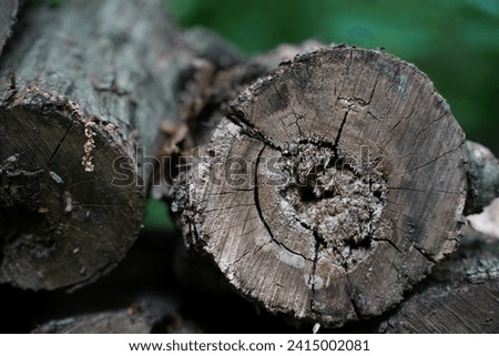 Wood Logs Stacked Nature Details Close Up Photo