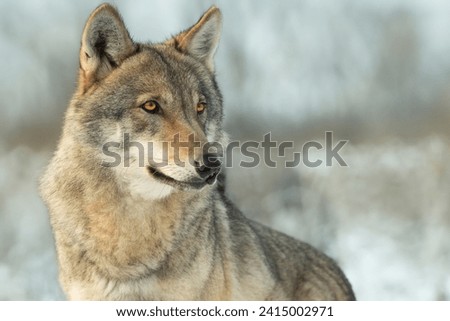 portrait of a Gray wolf on a blurred background