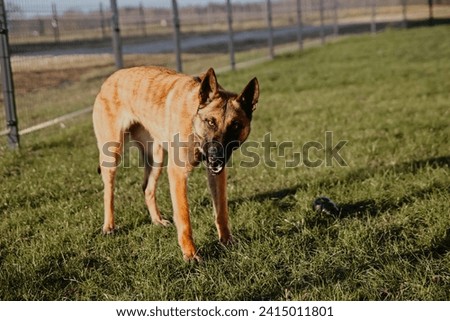 Angry malinois dog showing her teeth. Dog is growling. Aggressive belgian shepherd portrait. Look like a wolf. Dog photography. Animal background. Royalty-Free Stock Photo #2415011801