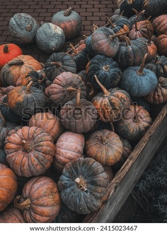 Harvest Festival with lots of pumpkins