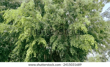 Trees as a source of CO2 with shady leaves under a blue sky. healthy environment with shady trees