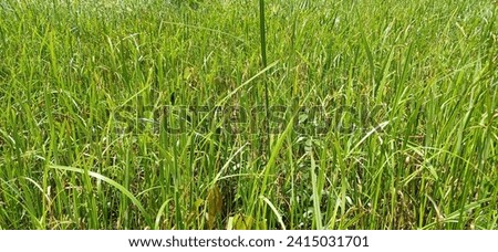 Cyperus malaccensis daytime grassland or short-leaved Malacca galingale is a species of flowering plant in the sedge family. It originates from South Asia and Oceania