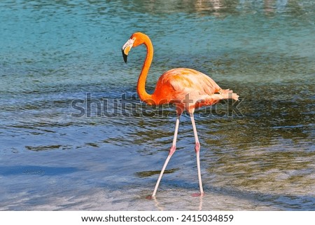 American flamingo wading in sea on Renaissance Island Aruba Royalty-Free Stock Photo #2415034859