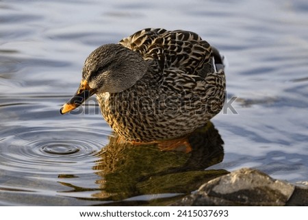 Duck swimming in pond in winter