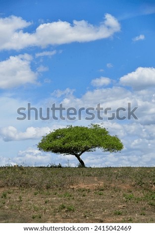 tractor in the field, farmer working in the field, tree in the field, tree in the mountains, rural landscape, tree in the field, tree in the caatinga, caatinga
 Royalty-Free Stock Photo #2415042469