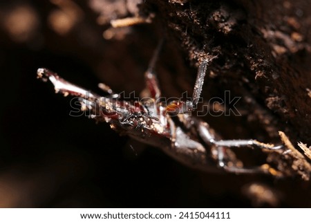 Adult male Japanese small stag beetle that overwinters in the soil behind a rotten tree (Natural+flash light, artistic macro closeup photography)