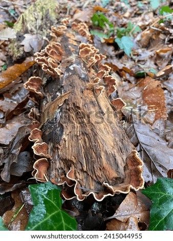 Exterior close up photo view of a brown mushroom called Trametes versicolor or Turkey Tail that grows on  humid dead wood branch log trunk in forest to help degrading dead trees