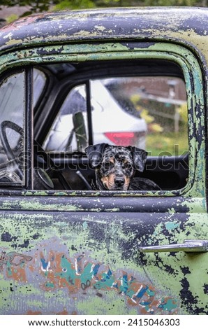 Dog Looking Out Window of Old Chevy Truck Royalty-Free Stock Photo #2415046303