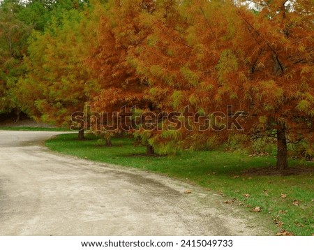 Colorful Autum Trees along path
