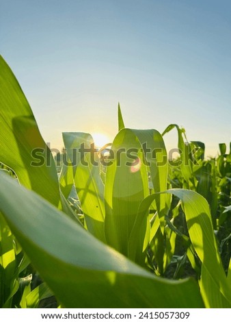 corn field pictures corn field pictures