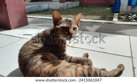 Sumedang, Indonesia - January 20, 2024: cat sunbathing in the morning 
