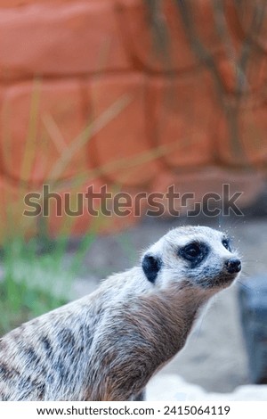 Portrait of Meerkat Suricata suricatta, African native animal, small carnivore belonging to the mongoose family