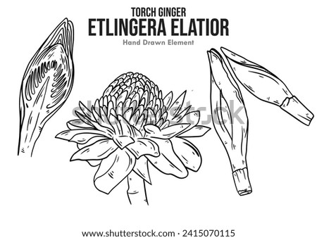Etlingera Elatior (torch ginger, ginger flower, red ginger lily, torch lily, wild ginger, combrang, kantan flower, porcelain rose). Food Ingredients, A Set of Ink hand drawing. White Background.