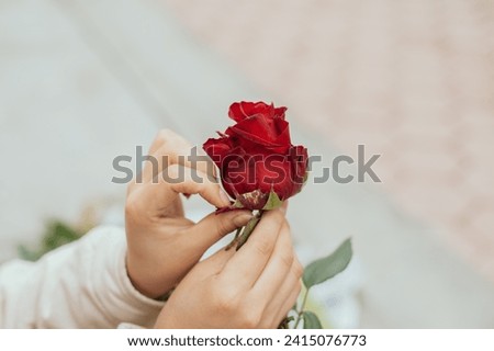 Photograph of anonymous woman pulling petals from a red rose. Concept of flower and garden shops.