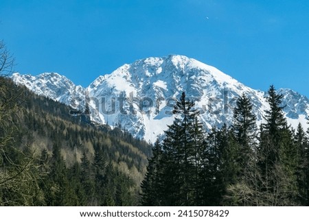 Scenic view of snow capped mountain peak Hochstuhl (Stol) seen from Bärental in Karwanks, Carinthia, Austria. Remote alpine landscape in springtime in Austrian Alps, Europe. Idyllic trail in forest Royalty-Free Stock Photo #2415078429