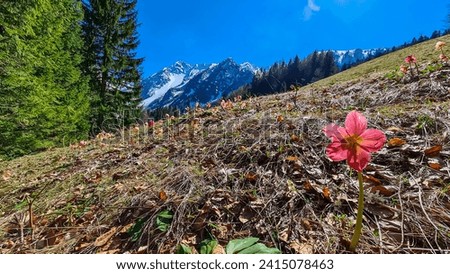 Wild snow roses Helleborus niger in full bloom on idyllic alpine meadow in Bärental. View of snow capped Karawanks in Carinthia, Austria. Remote alpine landscape in springtime in Austrian Alps, Europe Royalty-Free Stock Photo #2415078463