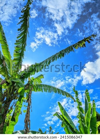 The texture of the banana tree becomes an outdoor aesthetic where the color comes out