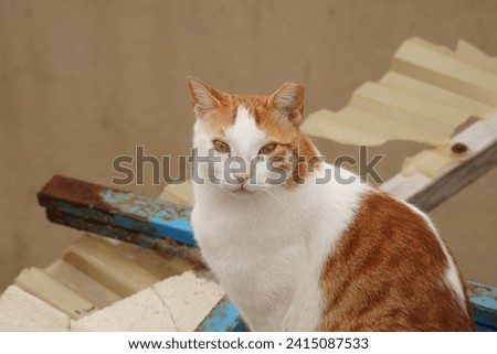 Red tabby cat on the roof. Cute animals. City fauna.