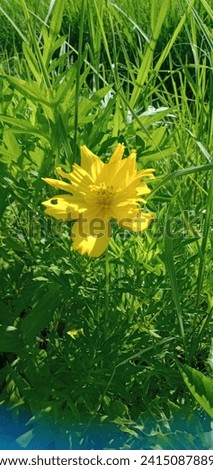 Cambodia. Cosmos sulphureus is a species of flowering plant in the sunflower family Asteraceae, also known as sulfur cosmos and yellow cosmos.
