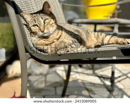 Adorable brown female tabby cat laying on patio chair, front paws crossed, head tilted left, eyes looking up, in the evening sun.  Royalty-Free Stock Photo #2415089005
