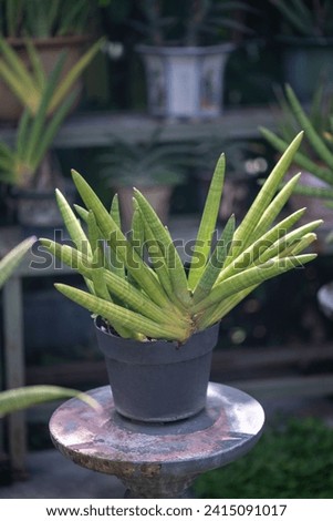 Sansevieria is genus of succulent flowering plants, and known as mother-in-law's tongue, devil's tongue, jinn's tongue, bow string hemp, snake plant and snake tongue