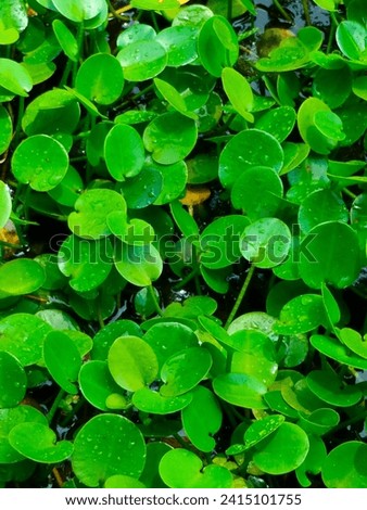 A stunning close-up of Water popy(Hydrocleys nymphoides, Alismataceae species) with water droplets on the small dark green leaves hd jpg stock image photo with details, selective focus.Top ankle view.