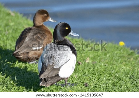Various water fowl from Alberta Canada Royalty-Free Stock Photo #2415105847