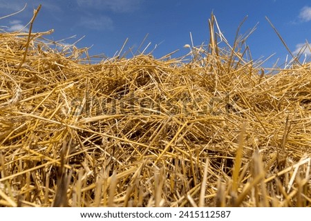 yellow stubble on a wheat field in sunny weather, a large harvest of golden wheat on the field in summer