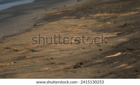 Quadruple crab on the shore of the Red Sea Royalty-Free Stock Photo #2415130253