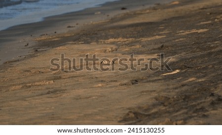 Quadruple crab on the shore of the Red Sea Royalty-Free Stock Photo #2415130255