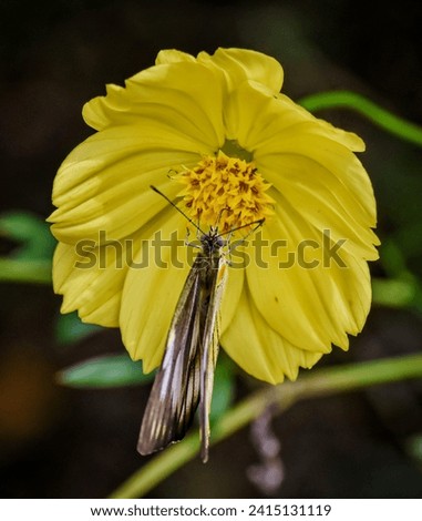 A yellow cosmos flower blooms and a butterfly infests it. Isolated picture, bokeh background