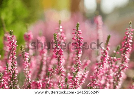 Heather flowers. Bright natural defocused background.	                             Royalty-Free Stock Photo #2415136249