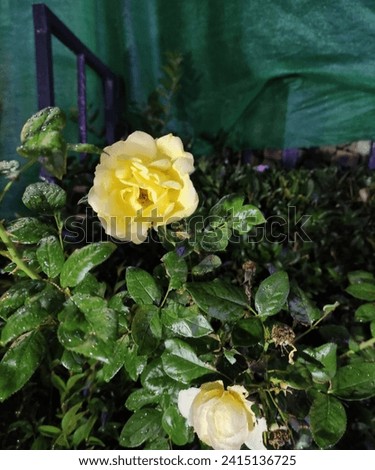 Yellow rose best picture natural 
