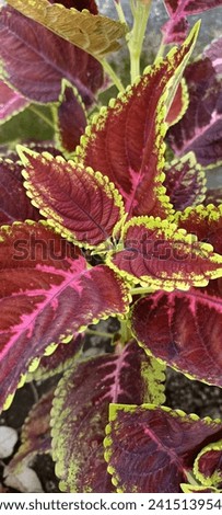 Beautiful flower leaves have striking colors, symmetrical shapes, and are often decorated with interesting patterns. The beauty of these leaves can be found in various variations.  Royalty-Free Stock Photo #2415139545