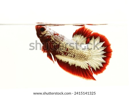Red and white halfmoon star tail betta fish  (Siamese fighting fish, Betta splendens) is swimming in fish tank on isolated white background. Betta is freshwater fish native to Southeast Asia. 