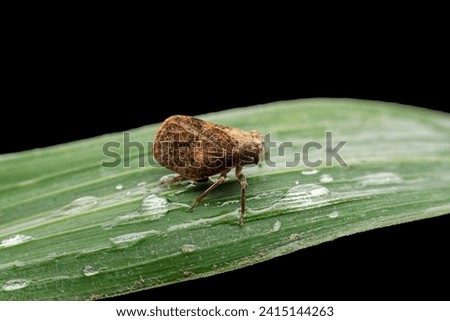 planthopper in the wild state 