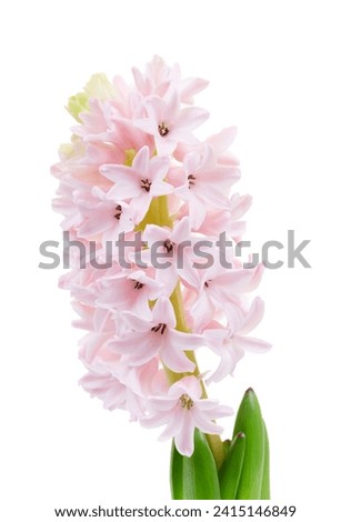 Pink Hyacinth flower isolated on white background	 Royalty-Free Stock Photo #2415146849
