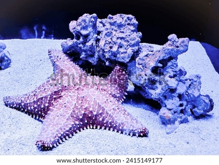 Saved One - A starfish poses at an inland aquarium.