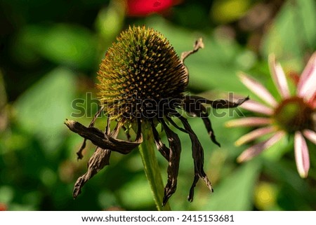 Dying coneflower with withered petals in garden Royalty-Free Stock Photo #2415153681