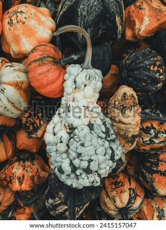 autumn harvest of pumpkins in september