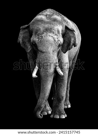 An Indian elephant walking toward the camera in black and white with a black background