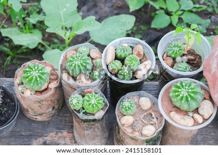Small cactus in a pot cute little garden Gardening and home relaxation
