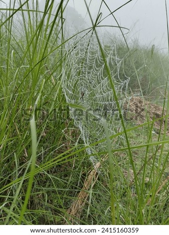 Beautiful spider web very common picture in remote area